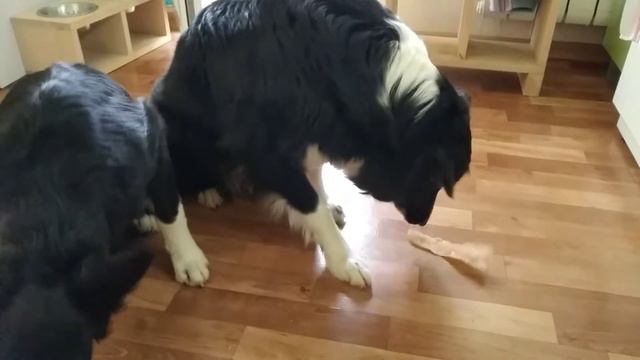Gabby&Ready Вкусняшки для бордер колли от Ники @tyra.doberman Чебоксары смотреть онлайн