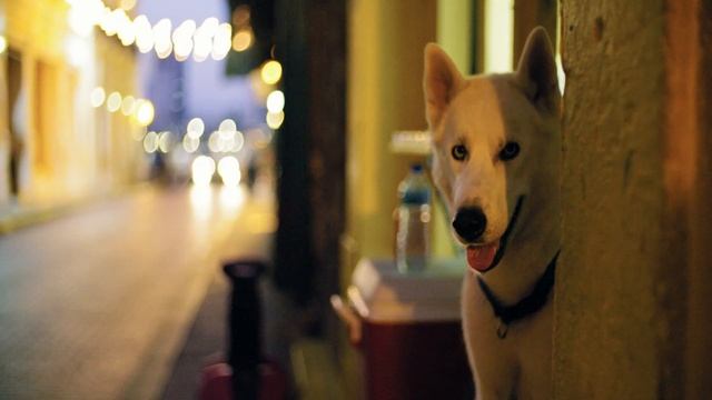MI EXPERIENCIA TRABAJANDO EN ESPAÑA e ITALIA CUIDANDO PERROS se puede ganar mucho dinero. смотреть онлайн