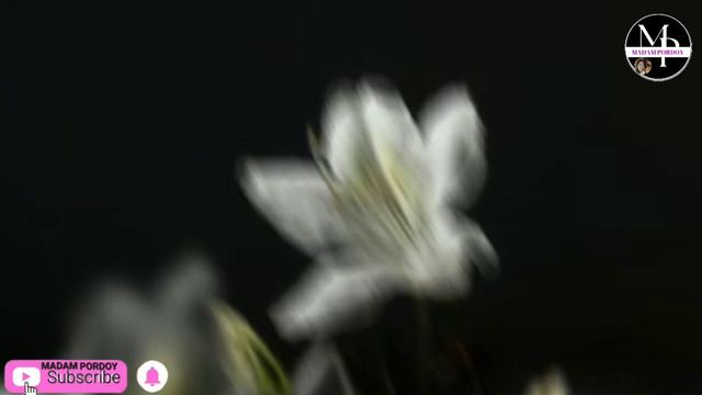 White Azalea Flower смотреть онлайн