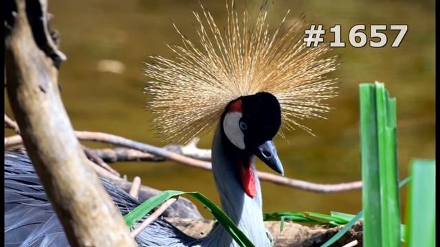 #1657. Журавли (В мире животных)