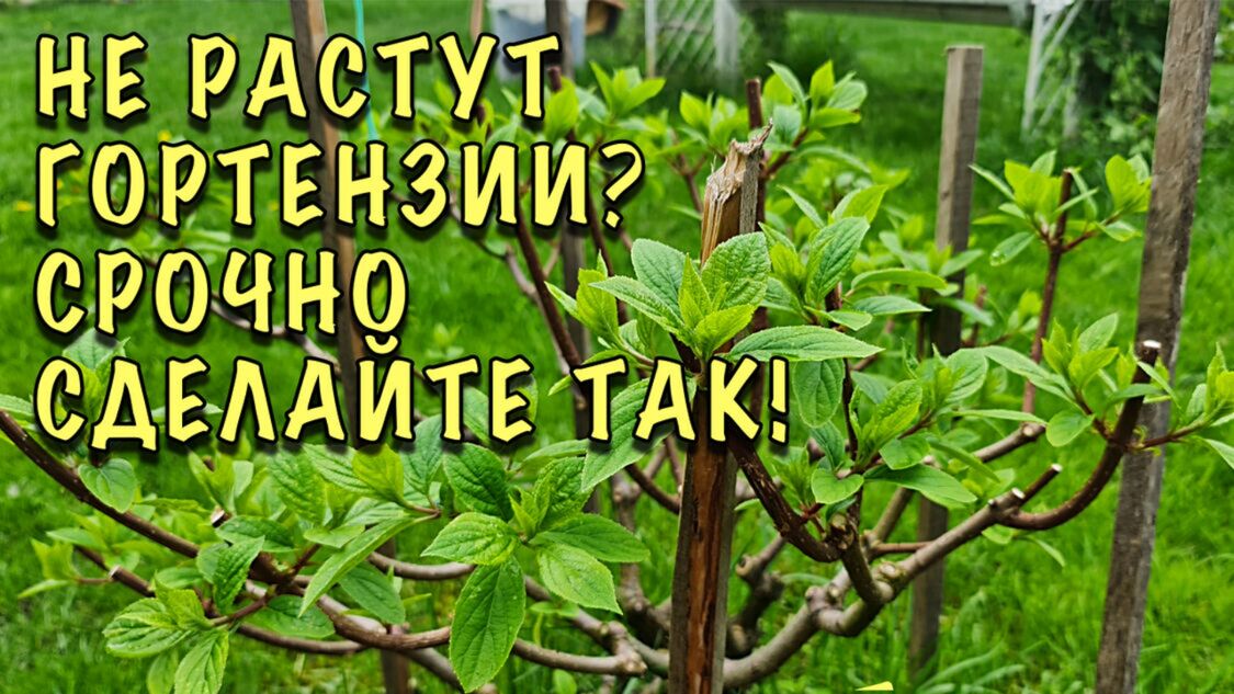 Гортензии ПРЕВРАТЯТСЯ В ШИКАРНЫЕ КУСТЫ. Подкормите ИХ ТАК.mp4 смотреть онлайн