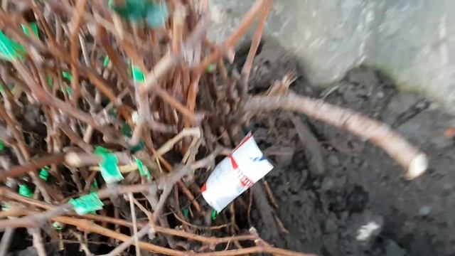 Саженцы винограда. Все по 100руб. смотреть онлайн