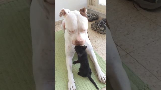 28.5 kg pitbull VS 506 gr kitten смотреть онлайн
