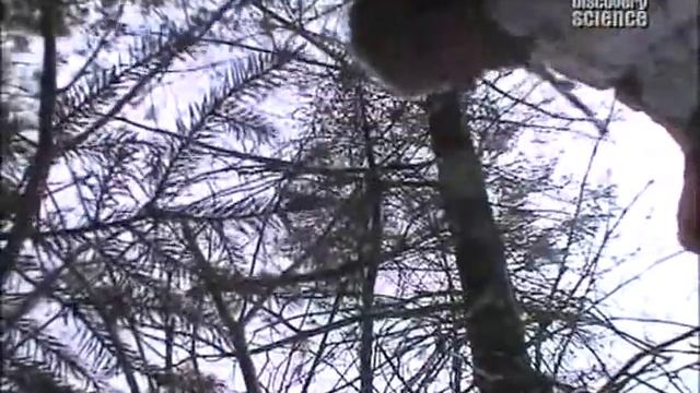 Установка силков на кролика смотреть онлайн