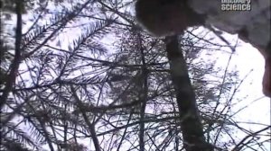 Установка силков на кролика