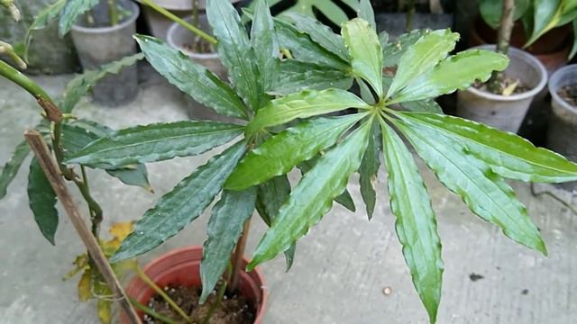 PLANT OF THE WEEK! Anthurium Polyschistum | Anthurium Polyschistum Care | Anthurium Care | Palmate