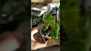 Саженцы Клубники от Светланы Татур.