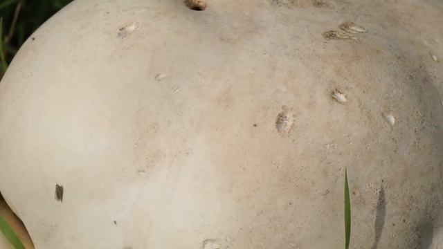 Czasznica olbrzymia - Calvatia gigantea смотреть онлайн
