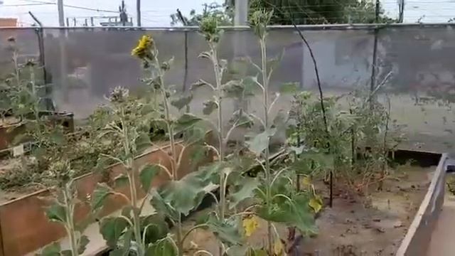A Community Garden from Circle of Champions смотреть онлайн