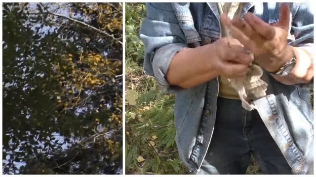 Сбор живицы смотреть онлайн