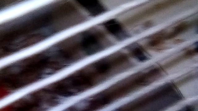 Проведем хомяка шустрика. Бегает по дивану. Белый хомяк шустрик 🐹 смотреть онлайн