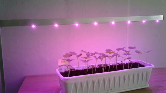 Светодиодный светильник для выращивания/подсветки/досветки/роста комнатных растений смотреть онлайн