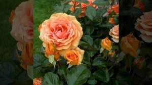 Роза Ашрам - ХАРАКТЕРИСТИКА