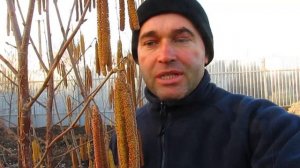 ЦВЕТЕНИЕ ФУНДУКА И ОБРАБОТКА .