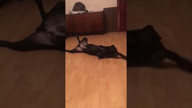 Самая милая собака в мире смотреть онлайн