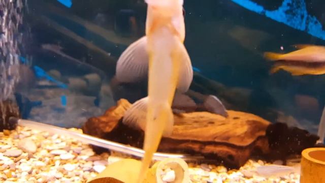 Звёздчатый анциструс смотреть онлайн