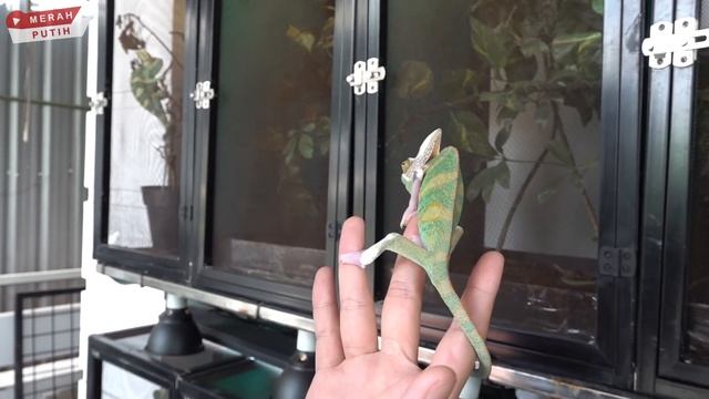 ADU BUNGLON MONSTER KAYAK CUPANG - GEREBEK JAVA REPTILES смотреть онлайн