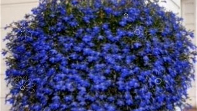 Пышное цветение лобелии смотреть онлайн