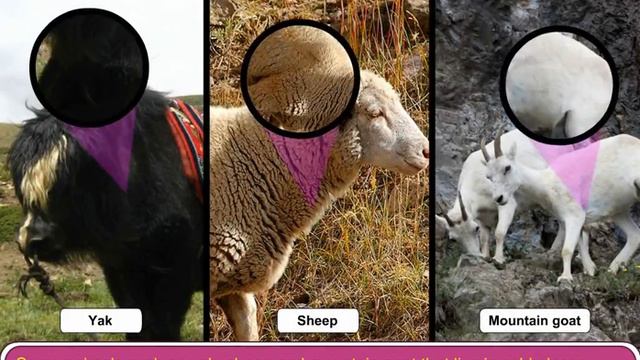 Animals that live on Mountains смотреть онлайн