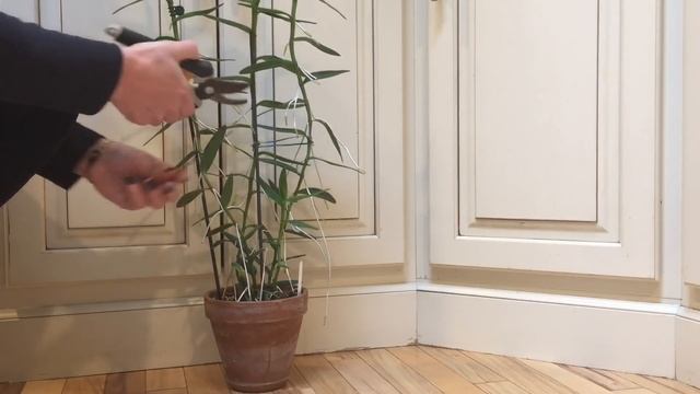 Орхидея эпидендрум. Epidendrum radicans. Уход за орхидеей. Полив, свет, субстрат для орхидеи. смотреть онлайн