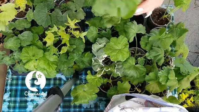 Рабочие моменты с пеларгониями (геранью) Ваша Светлана Пеларгонии с юга смотреть онлайн