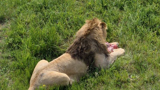 Кто-то ест, а кто-то поглядывает) Тайган Lions in Crimea смотреть онлайн