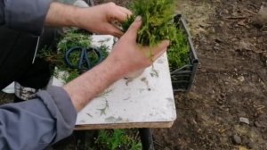 Укореняю Туи в Обычном Песке, когда, в чем замачиваю и как заготавливаю черенки.