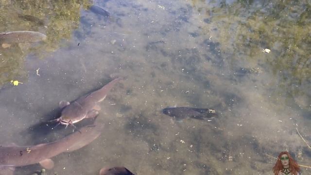 Зимовка перелетных птиц в Израиле  Заповедник Хула