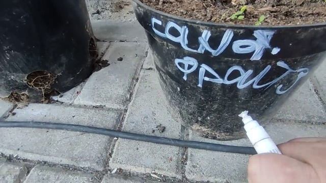Обрезаю молодые саженцы Сандей Фрейз смотреть онлайн