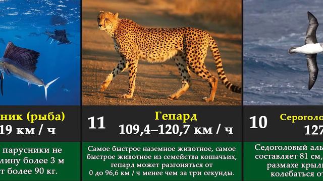 Самые быстрые животные в мире смотреть онлайн