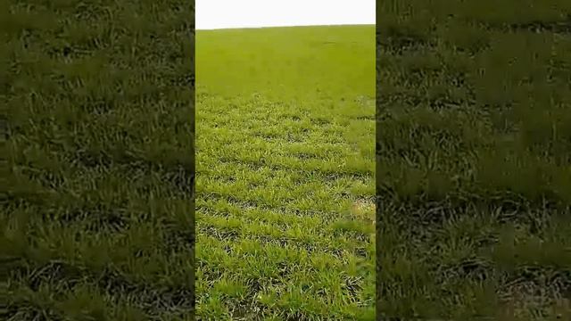 Озимый ячмень на дальнем поле смотреть онлайн