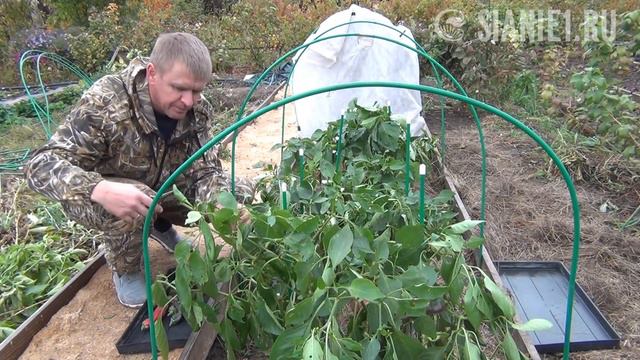 Посев в стаканчики или в торфотаблетки смотреть онлайн