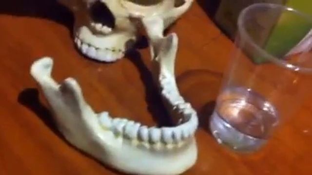 Череп современного человека смотреть онлайн