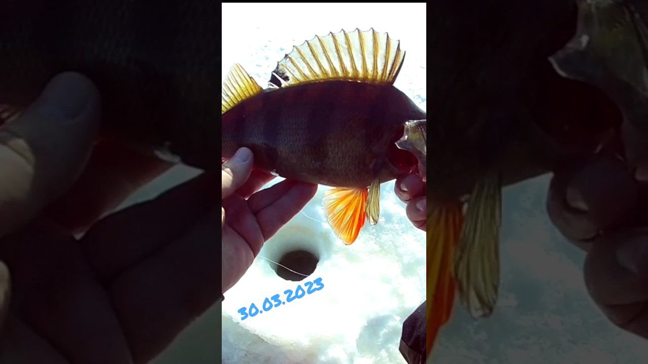 30 марта. У кого ВЕСНА а у нас ЗИМА. #fishing #окунь #зимняя смотреть онлайн