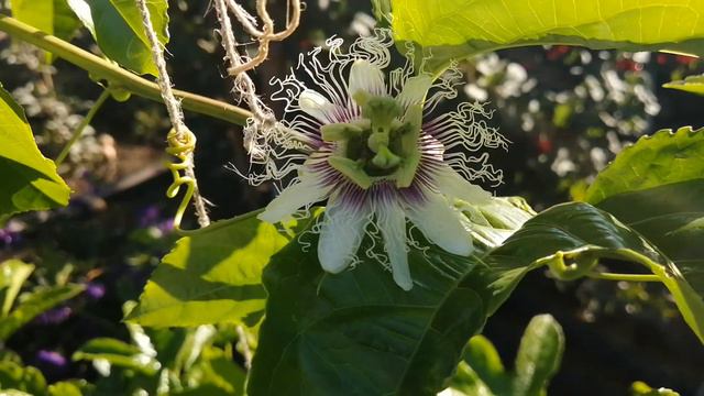 Цветёт Маракуя. смотреть онлайн
