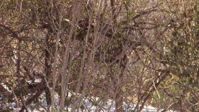 13 ... мгновений Весны 2017 (Spring 2017. Part 08. Philadelphia) смотреть онлайн