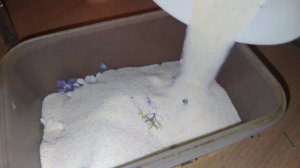 СОБИРАЮ РАСТЕНИЯ ДЛЯ ТРАВНИКА| Как сушить цветы для травника? | Видео для травниц и ведьм