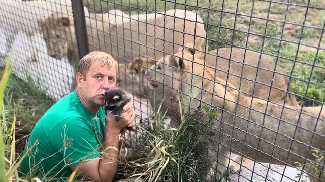 Олег Зубков пришел с енотиком Тимошей проведать молодых львов, ТИМОША БЕССТРАШНЫЙ енот))) смотреть онлайн