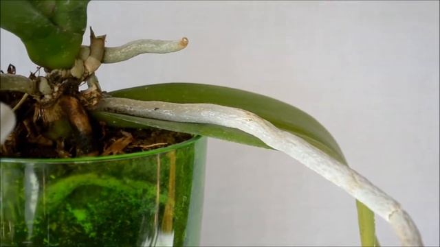 Воздушные корни орхидеи смотреть онлайн