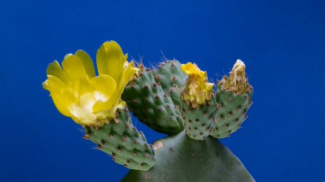 Relaxation Music - Cactus