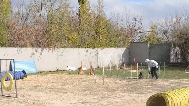 Овчаркина Татьяна и цвергшнауцер Марго Джампинг 1 место