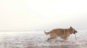 Как говорят Собаки. Домашние питомцы. Развивающие видео для детей