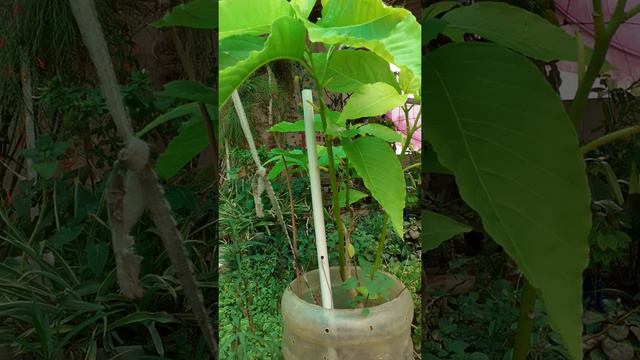pisonia grandis/pisonia alba (vatha noi keerai) plant 🪴 care detail in Tamil смотреть онлайн