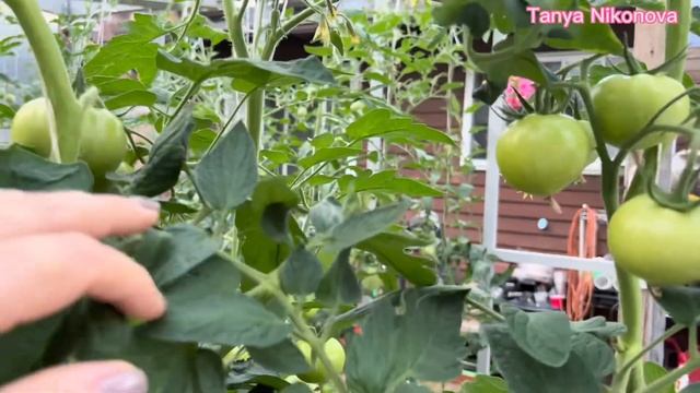 Обзор томатов в теплице. Томат МАХИТОС F1. Томат АДОНИС F1. смотреть онлайн