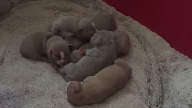 Puppies American Bully - АВМКС AL CAPONE - АВМКС BELLA смотреть онлайн
