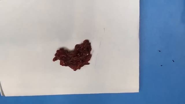 Мотыль испортился, делай Так.  Эта наживка в 100 раз уловистее мотыля  Для Рыбалки зимой.