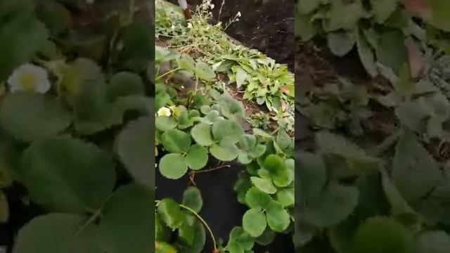 Ягода на ремонтантных сортах 21 октября 2022, Сибирь смотреть онлайн