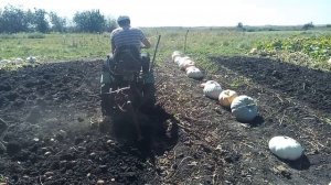 Самодельная картофелекопалка швырялка , испытание .