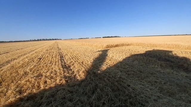 3 ДЕНЬ УБОРКИ l КОМБАЙН ГРЕЕТСЯ l ЯЧМЕНЬ,ЗЛО!) смотреть онлайн
