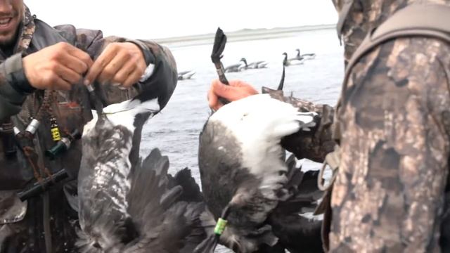 Waterfowl Hunting Out of Layout Boats in Alaska | Two Double Bands - Fowled Reality смотреть онлайн